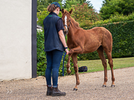 KS300622-61 - Cupboard Love's foal by Territories